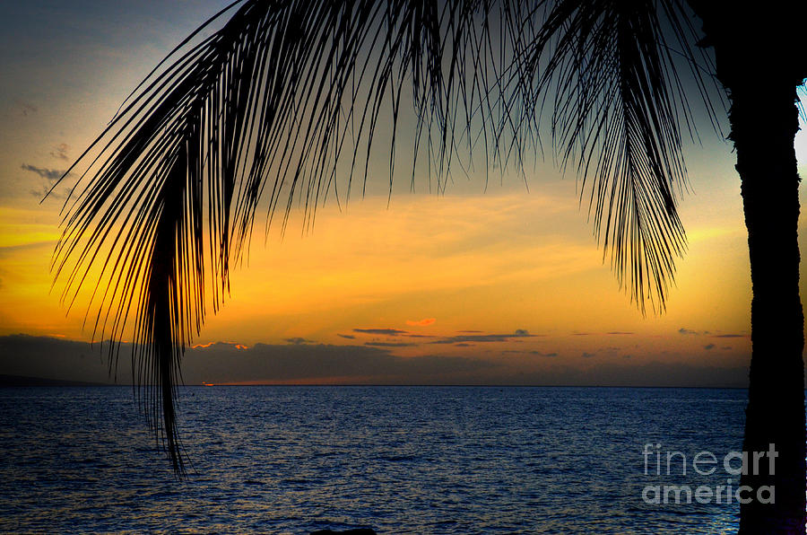 Hawaiian Palm Sunset Photograph by Kelly Wade