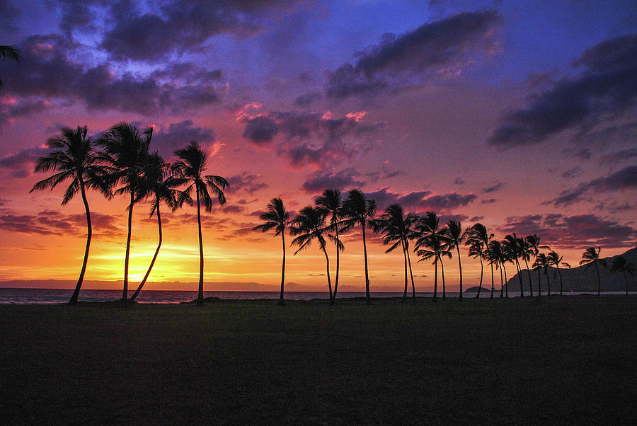 Hawaiian Palm Tree Paradise Photograph