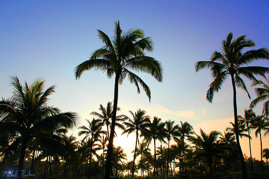 Hawaiian Palm trees Photograph by Michael Rucker