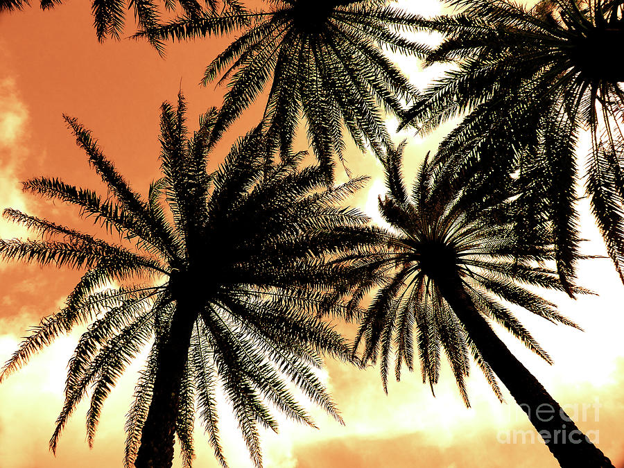 Hawaiian Palm Trees Nbr.1 Photograph by Scott Cameron