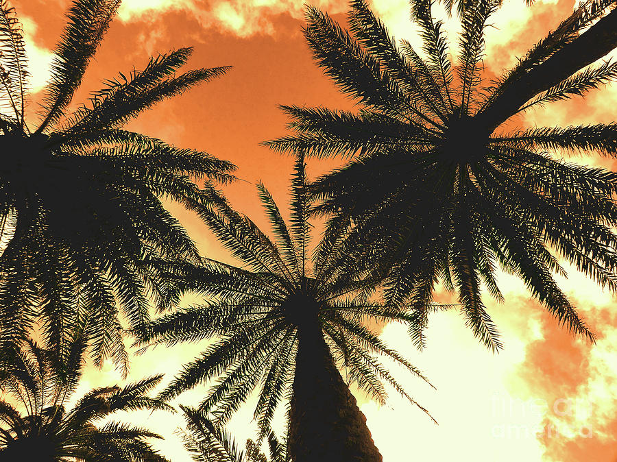 Hawaiian Palm Trees Nbr.2 Photograph by Scott Cameron