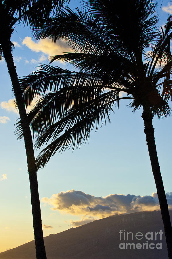 Hawaiian Palms Photograph by Micah May