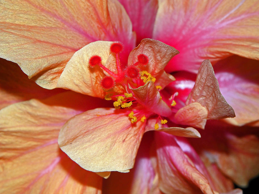 Hawaiian Peach Hibiscus Photograph by Elizabeth Hoskinson