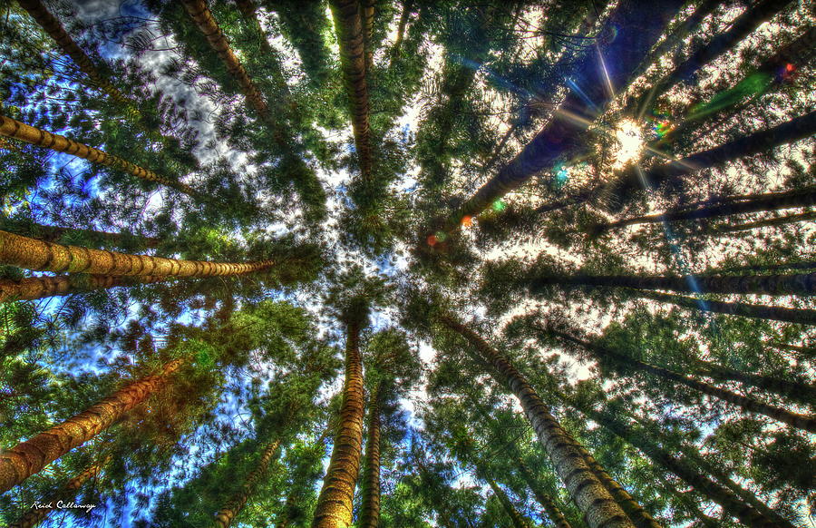 Oahu HI Cook Pine Trees Perspective Looking Up Forestry Landscape Art Photograph by Reid Callaway