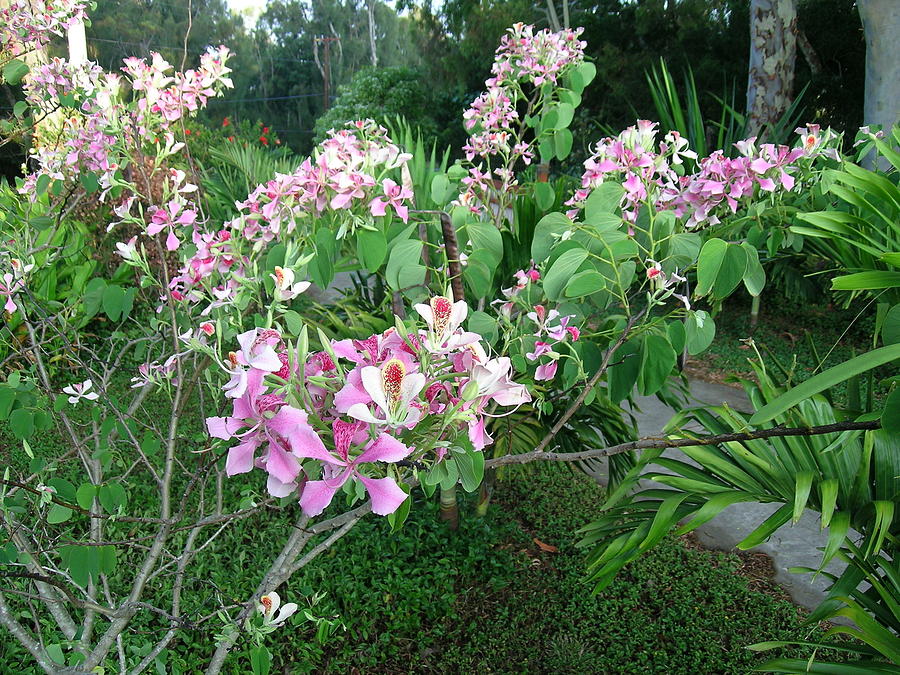 Hawaiian Pink Orchid Tree Photograph by James Temple