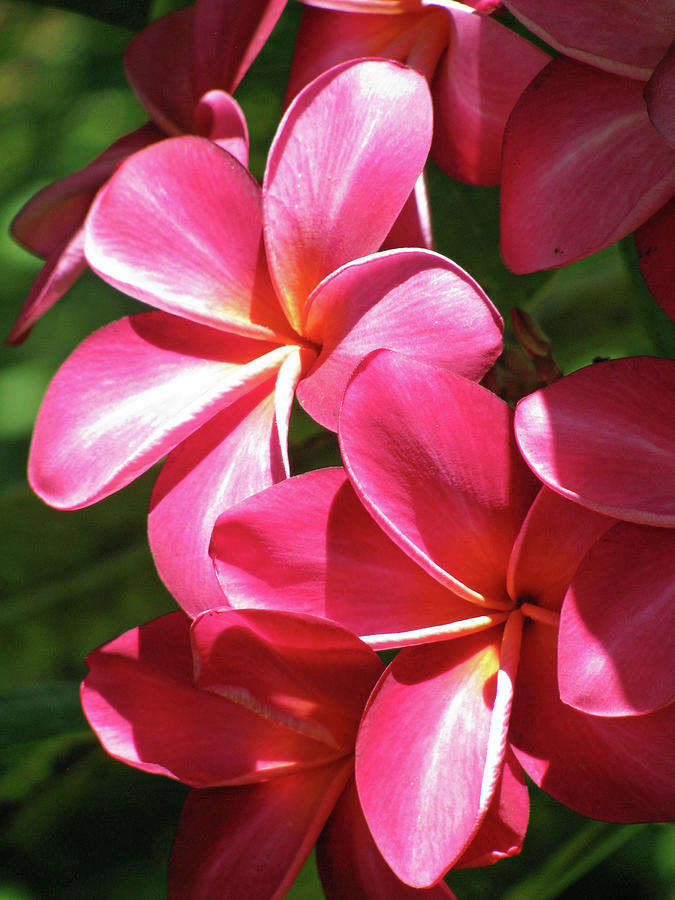 Hawaiian Plumeria - Red 02 Photograph by Pamela Critchlow