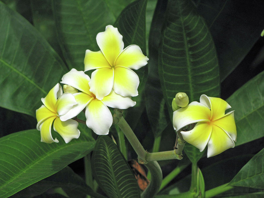 Hawaiian Plumeria - Yellow 01 Photograph by Pamela Critchlow