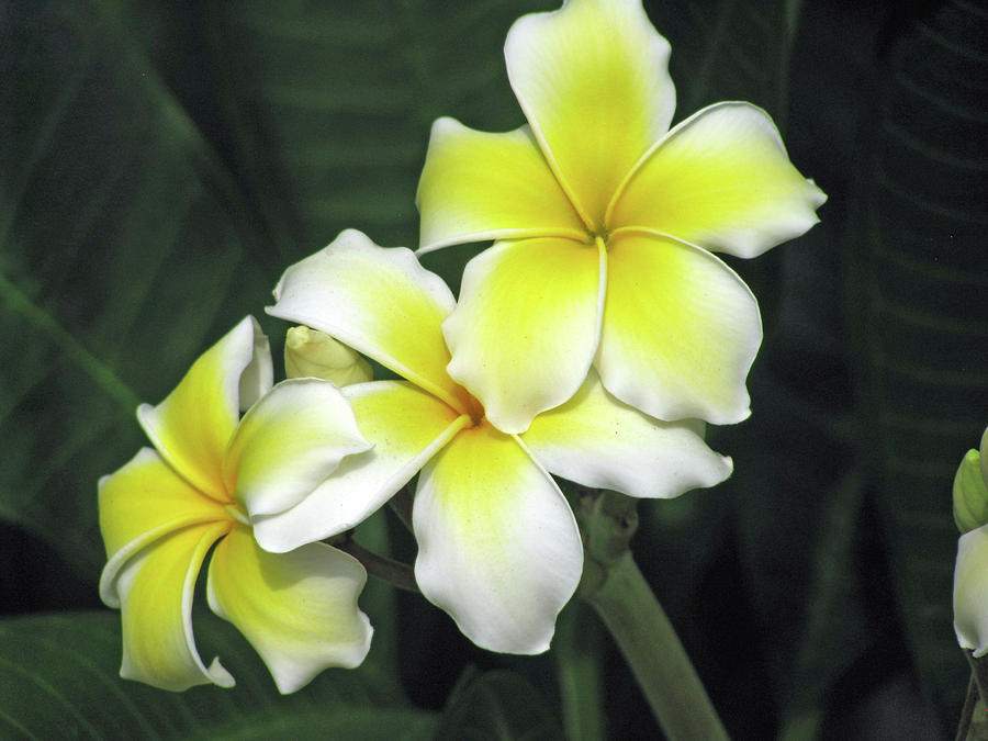 Hawaiian Plumeria - Yellow 02 Photograph by Pamela Critchlow