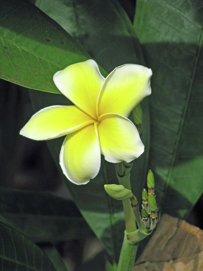 Hawaiian Plumeria - Yellow 03 Photograph by Pamela Critchlow