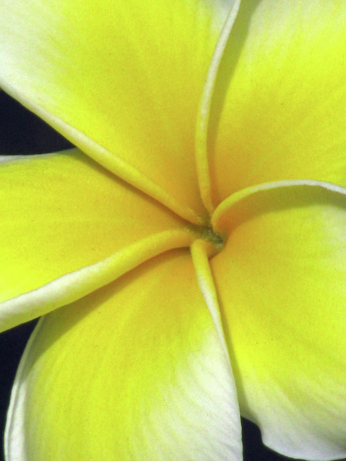 Hawaiian Plumeria - Yellow 04 Photograph by Pamela Critchlow