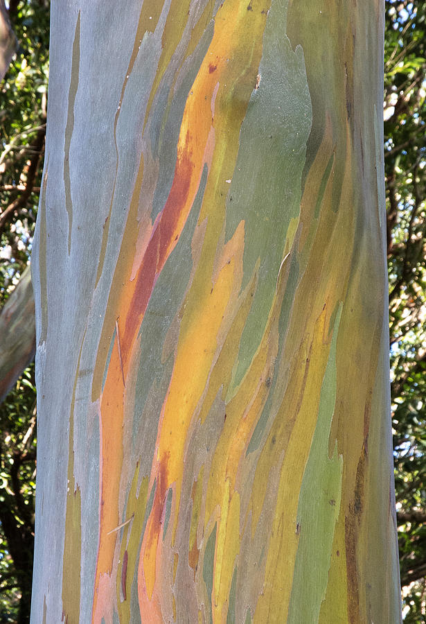 Hawaiian Rainbow Tree Photograph by Doug Davidson