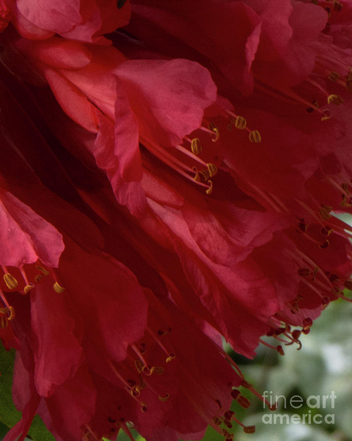 Hawaiian Red Flower 1 Photograph by Christy Garavetto