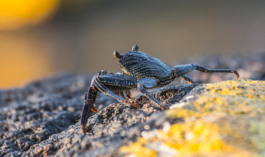 Hawaiian Rock Crab Photograph by Sam Amato