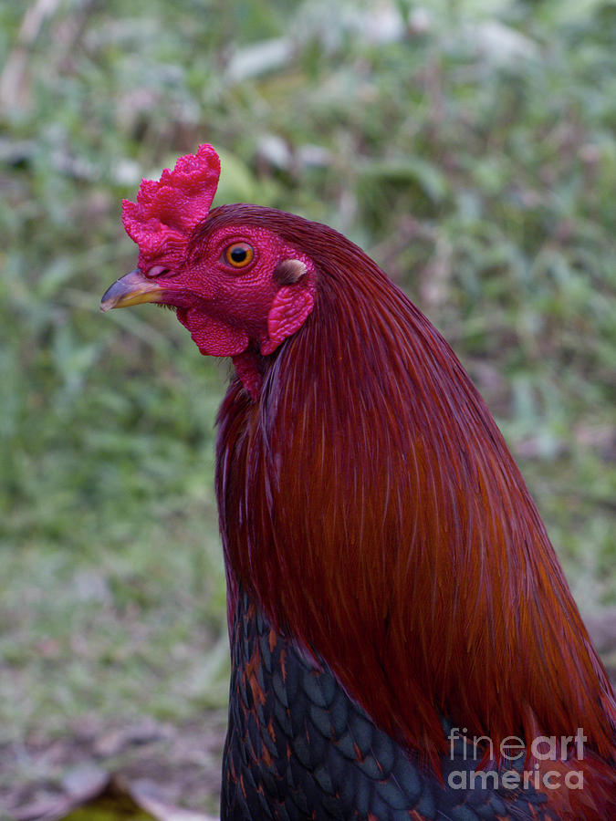 Hawaiian Rooster Photograph by Phil Welsher