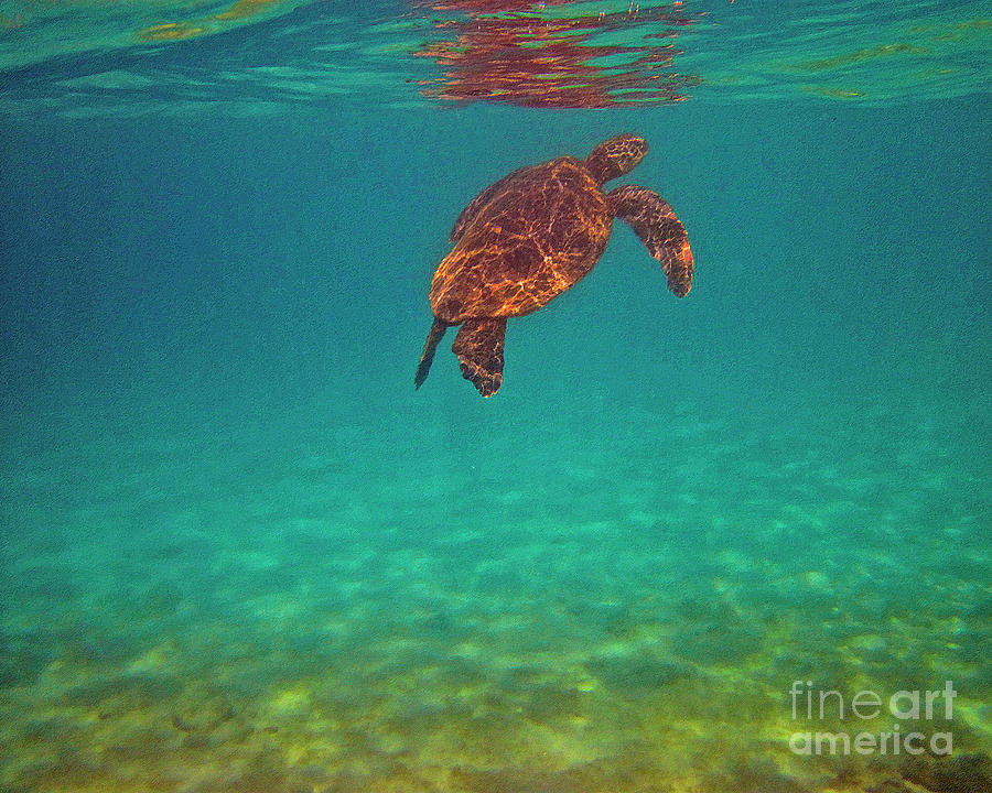 Hawaiian Sea Turtle - Floating Photograph by Bette Phelan
