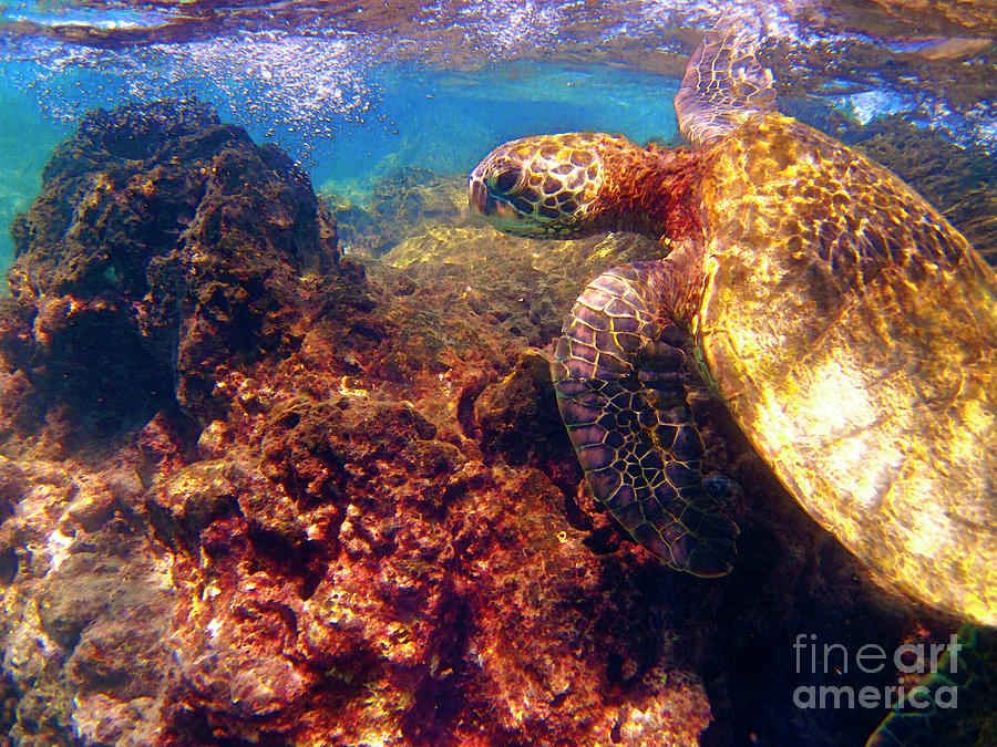 Hawaiian Honu Photograph - Hawaiian Sea Turtle - on the Reef by Bette Phelan