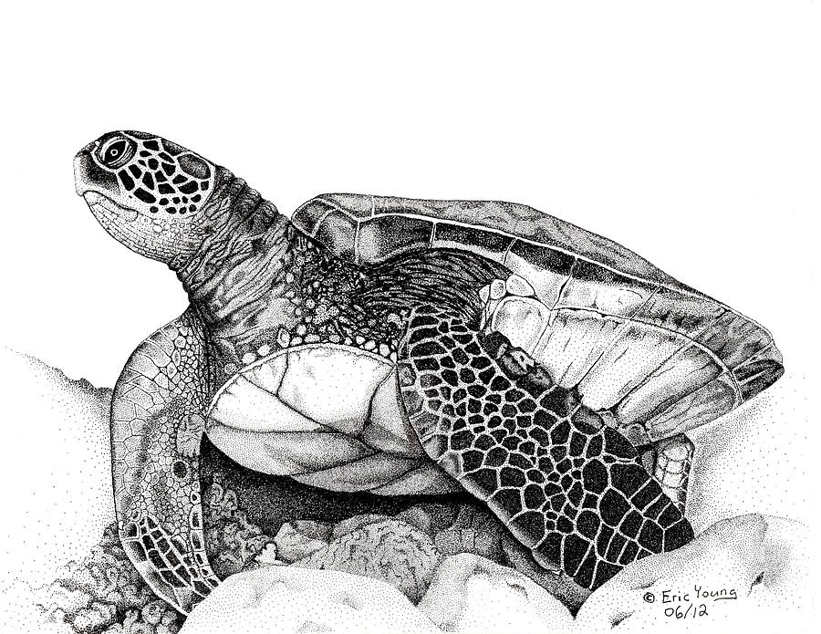 Hawaiian Sea Turtle Drawing by Eric Young