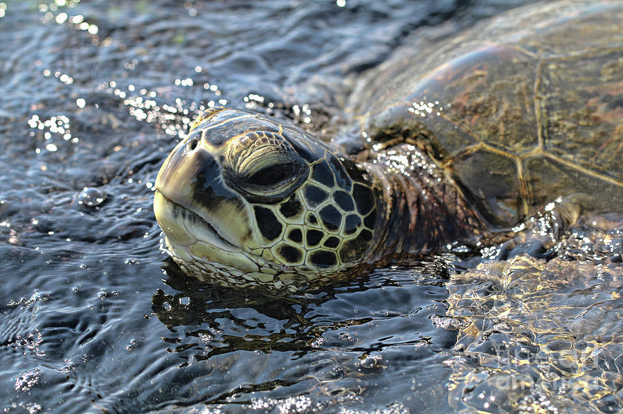 Hawaiian Sea Turtle Face Time Photograph by Amber D Hathaway Photography