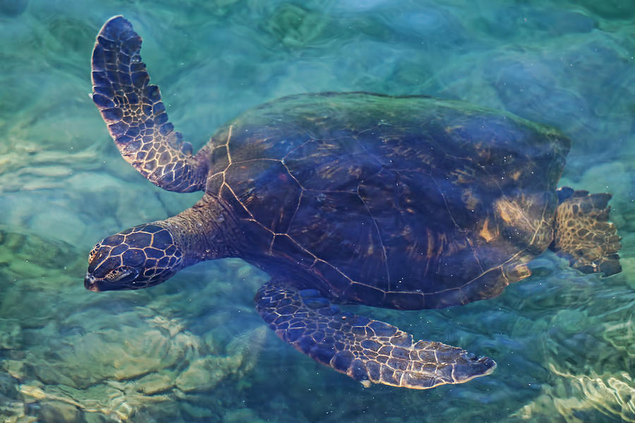 Hawaiian Sea Turtle Photograph by Pamela Walton