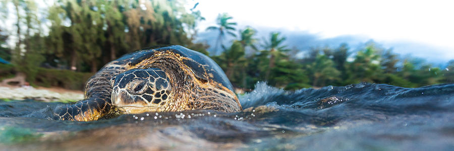 Hawaiian Sea Turtle Panorama Photograph by Leonardo Dale