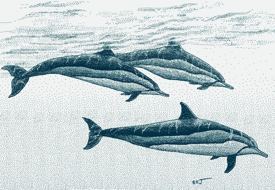 Hawaiian Spinner Dolphin blue Digital Art by Stephen Jorgensen