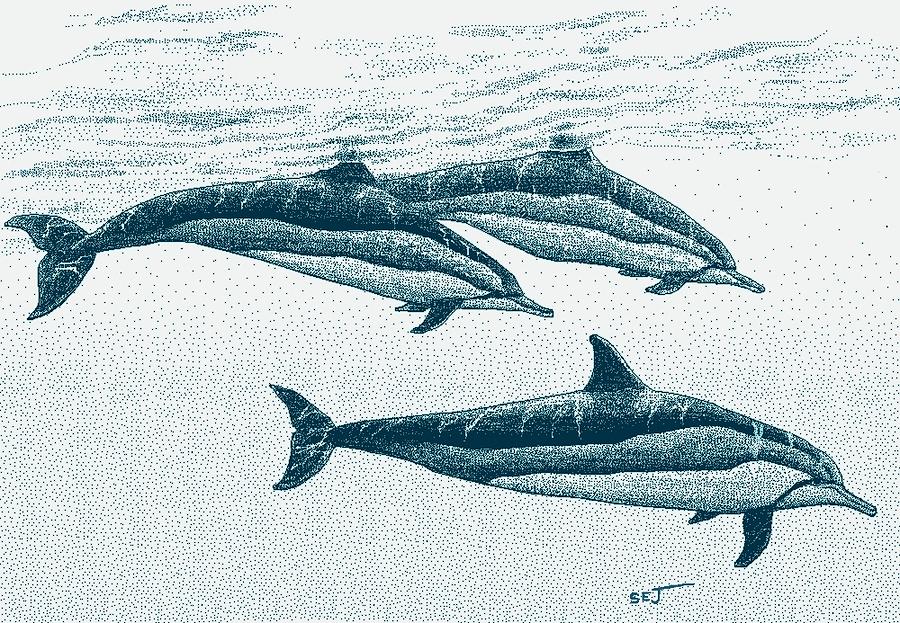 spinner dolphin drawing