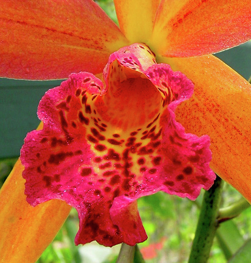 Orchid Photograph - Hawaiian Sunshine by James Temple