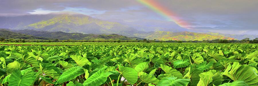Hawaiian Taro Fields Photograph by DJ Florek