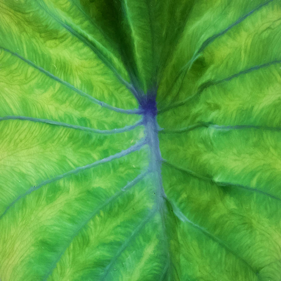 Hawaiian Taro Leaf Texture Photograph by Denise Beverly