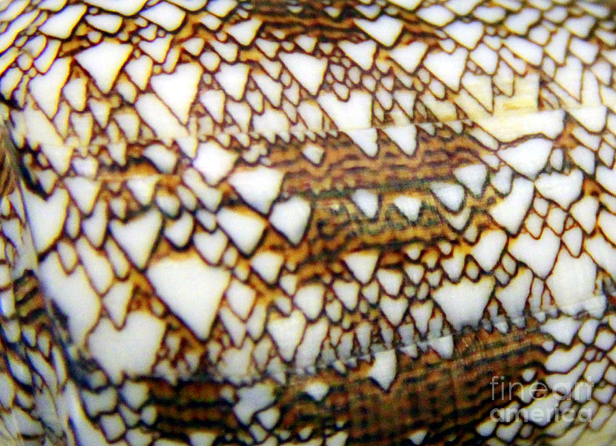 Hawaiian Textile Cone Conus Textile textile Photograph by Jennifer Bright Burr