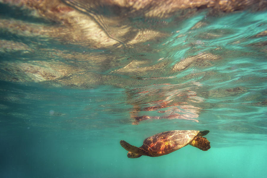 Turtle Photograph - Hawaiian Turtle by Christopher Johnson