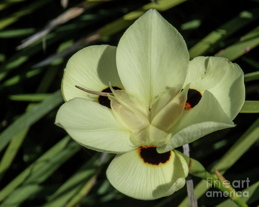Hawaiian White Flower 1  Photograph by Christy Garavetto