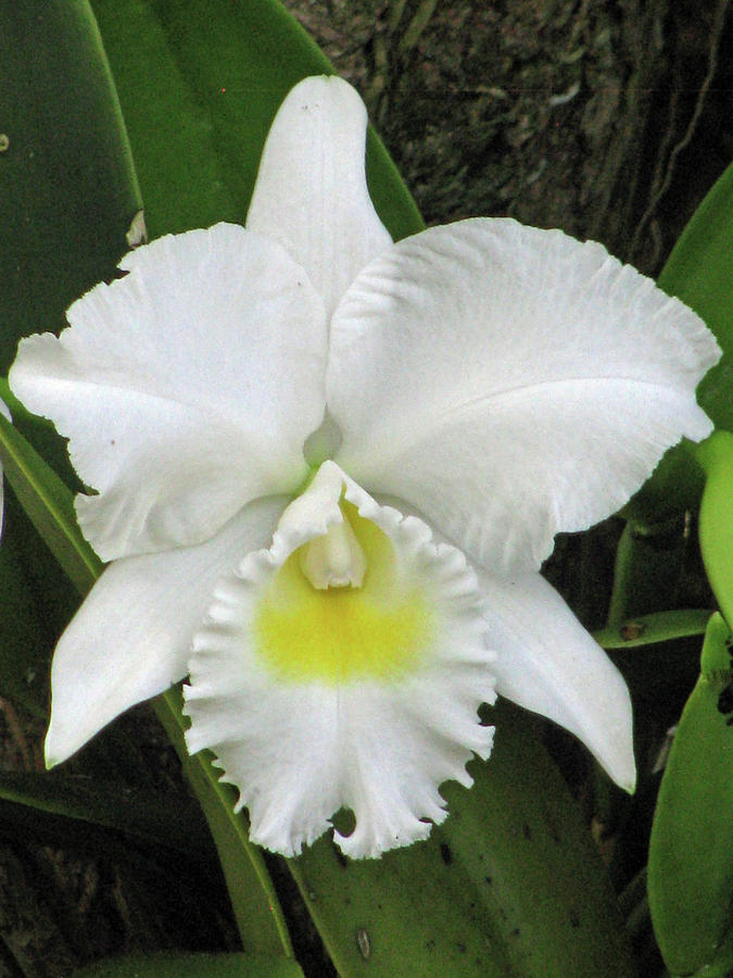 Hawaiian White Orchid Flower 01 Photograph by Pamela Critchlow