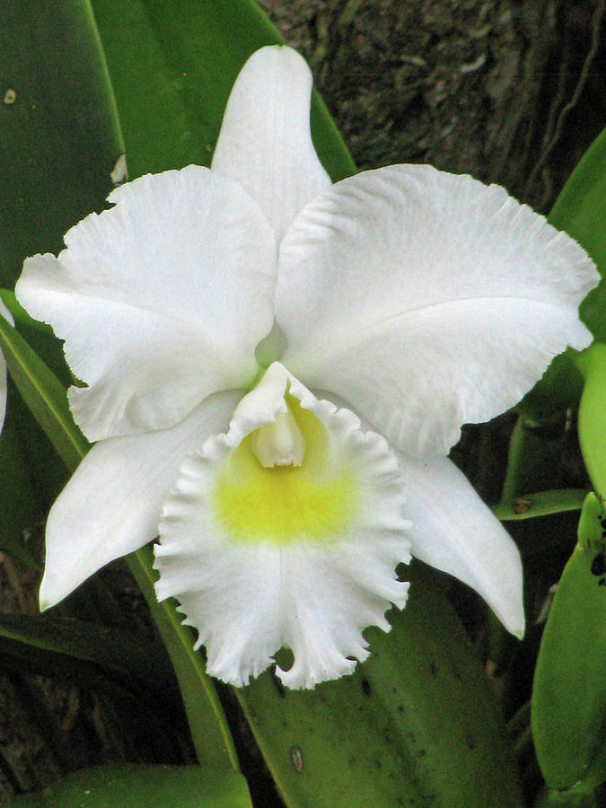 Hawaiian White Orchid Flower 02 Photograph by Pamela Critchlow