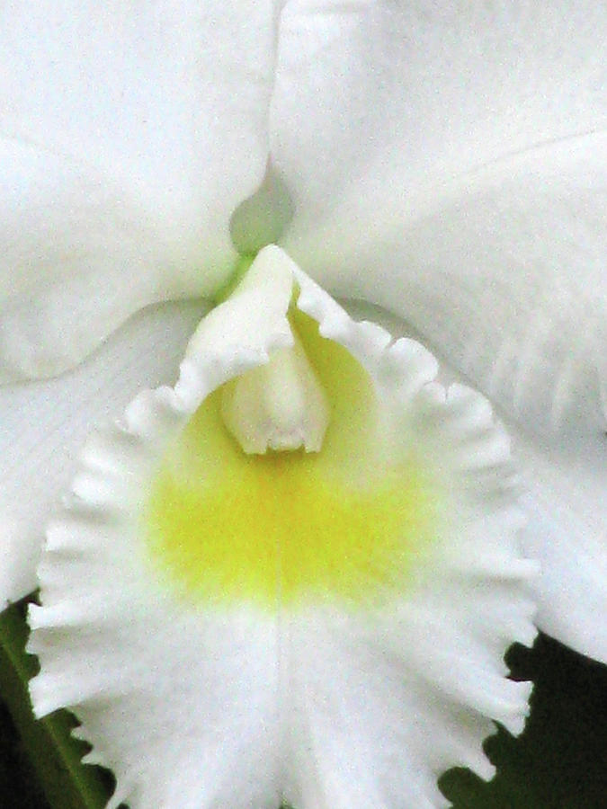 Hawaiian White Orchid Flower 03 Photograph by Pamela Critchlow