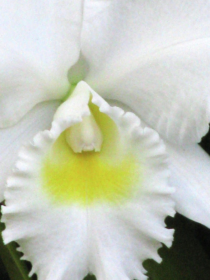 Hawaiian White Orchid Flower 04 Photograph by Pamela Critchlow