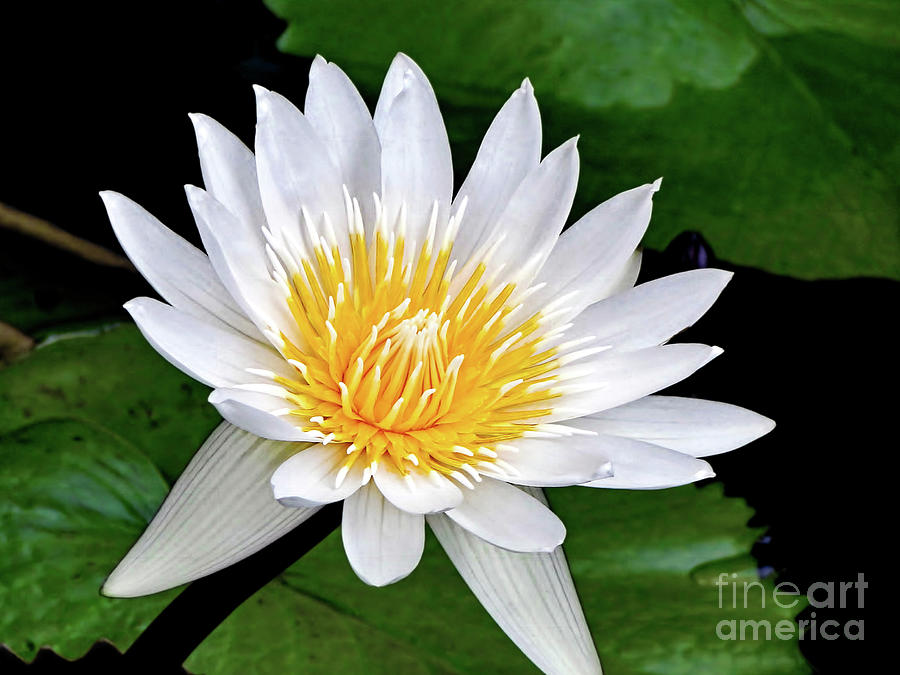 Lily Photograph - Hawaiian White Water Lily by Sue Melvin