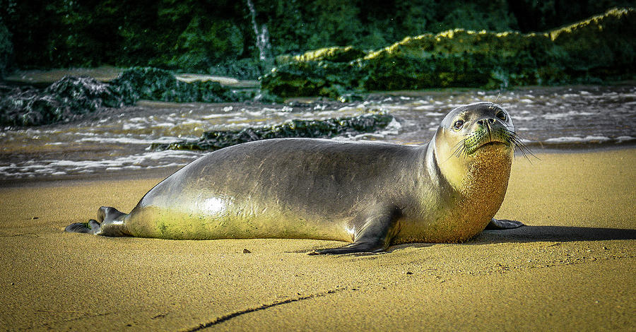 Hawaiin Monk Seal Photograph by Jason Brooks