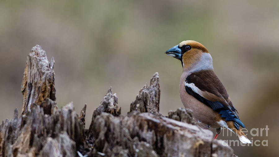 Hawfinch perching Photograph by Torbjorn Swenelius