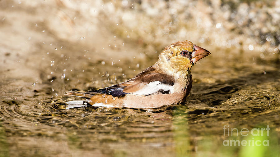 Hawfinchs bath Photograph by Torbjorn Swenelius