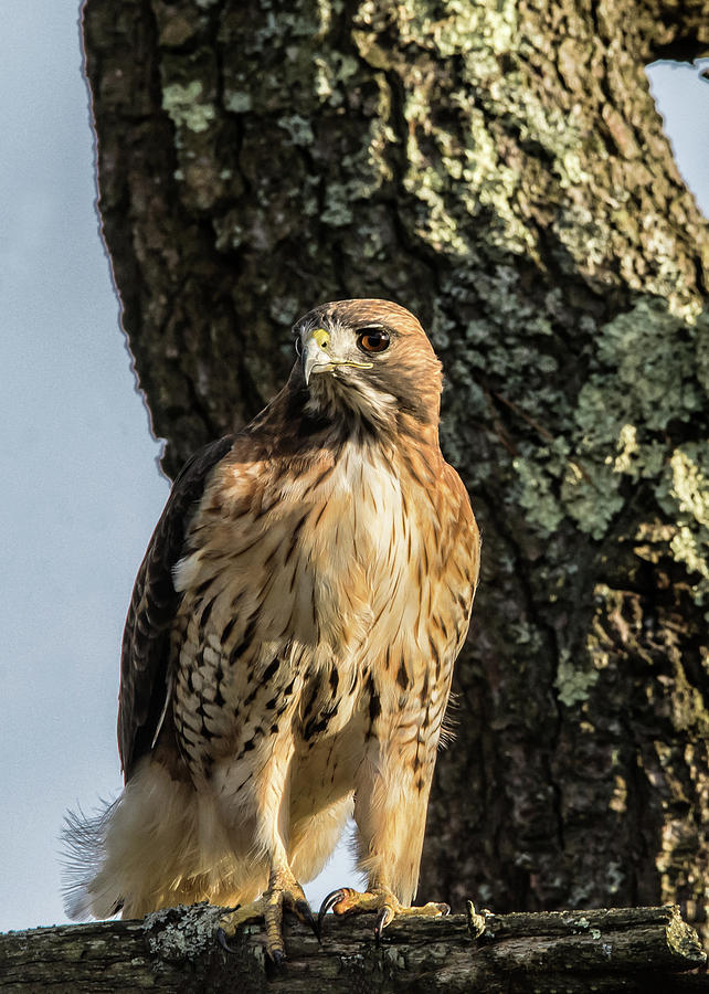 Hawk Eyed 01 Photograph by Robert Hayes - Fine Art America