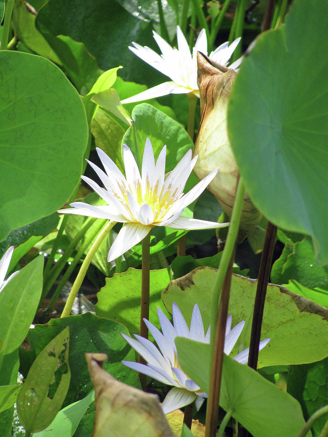 Hawiian Water Lily 01 - Kauai, Hawaii Photograph by Pamela Critchlow
