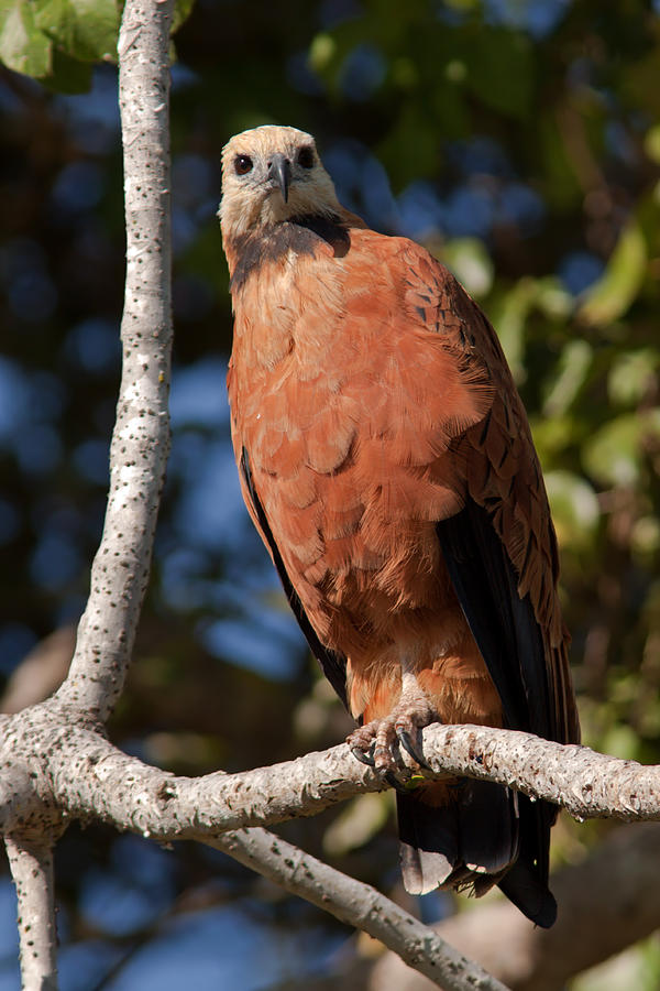 Black-collared Hawk on Branch Photograph by Aivar Mikko