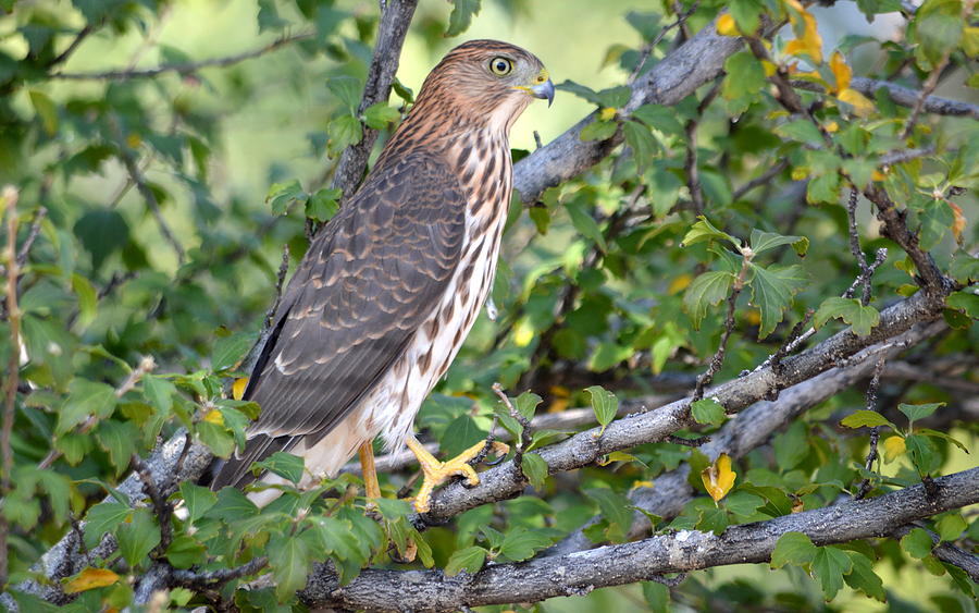 Hawk by AJ Schibig Hawk by AJ Schibig