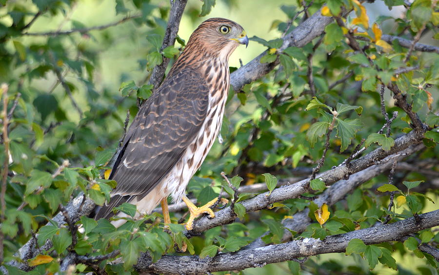 Hawk Photograph