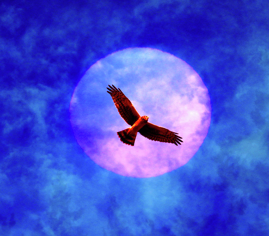Hawk and Moon Photograph by Marie Jamieson