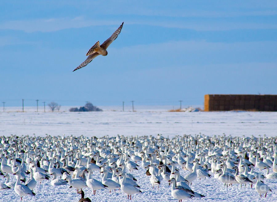 Hawk and Snow Goose Smorgasborg Photograph by Robert Gaines - Fine Art ...