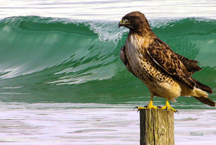 Nature Photograph - Hawk and the Sea by Dan Earle