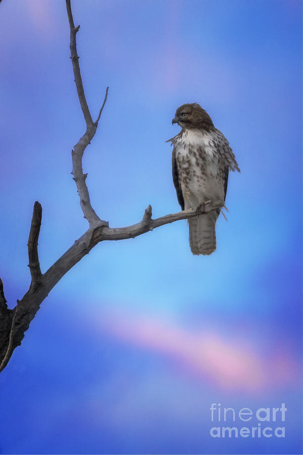 Hawk at Days End Photograph by Priscilla Burgers