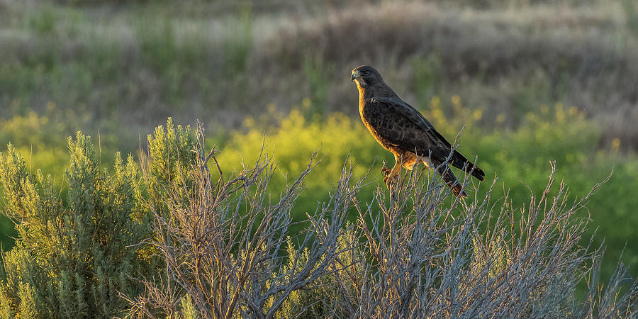 Hawk At Sunset Photograph by Yeates Photography
